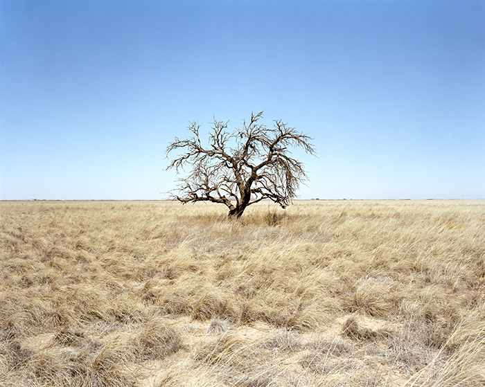 Apricot Tree, Lingo, NM 2004